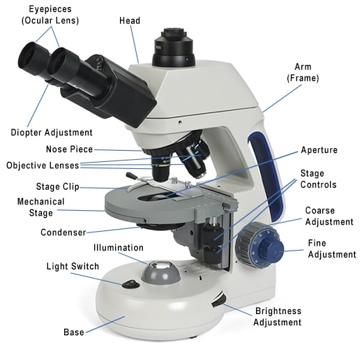 Parts Of A Compound Microscope Microscope Club